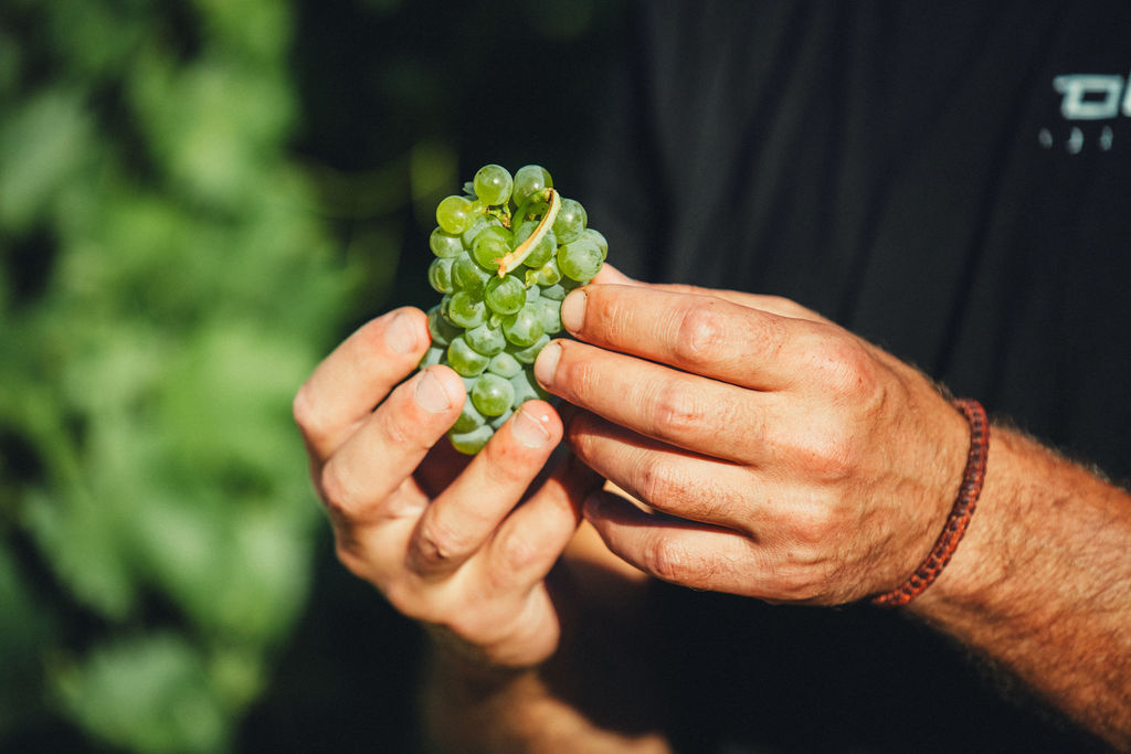 סוגי-יינות-אורגניים-מאמר-ראשי
