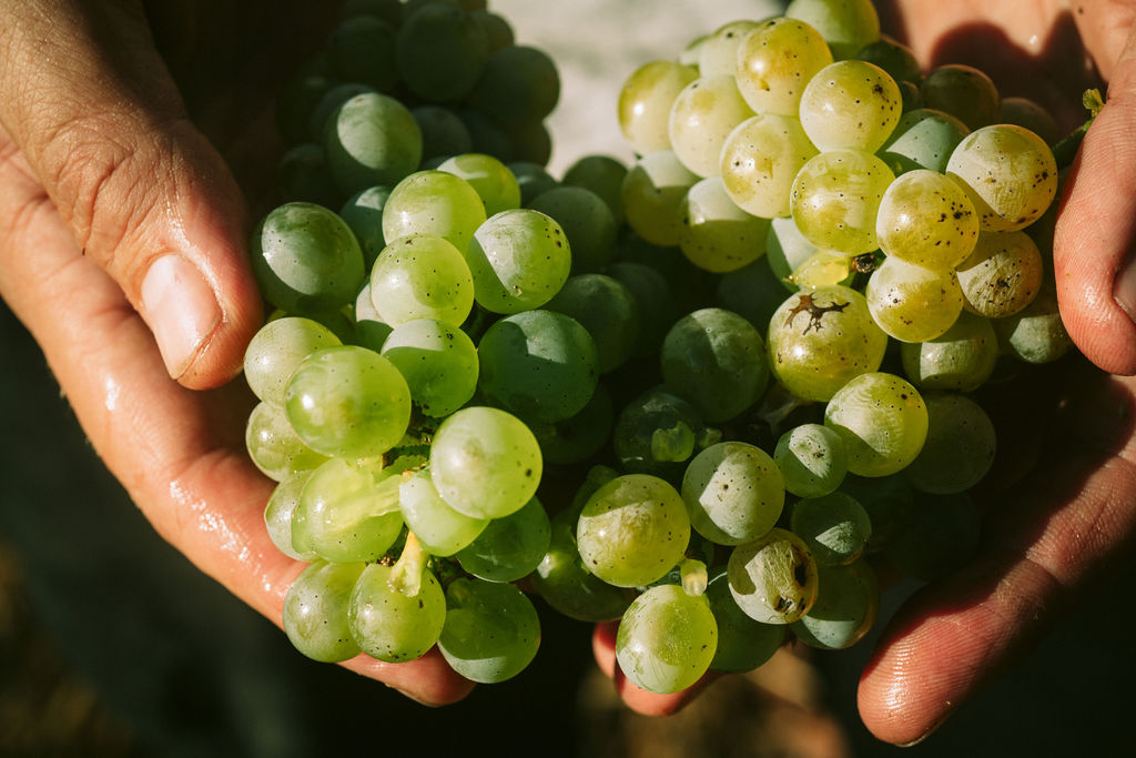 תהליך-ייצור-היין-האורגני-מאמר-ראשי