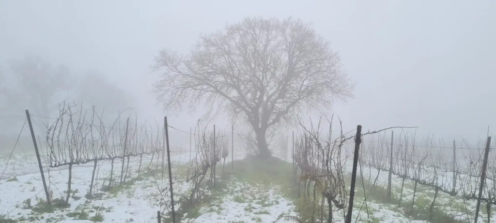 כרם-שיפון-אורגני-חורף