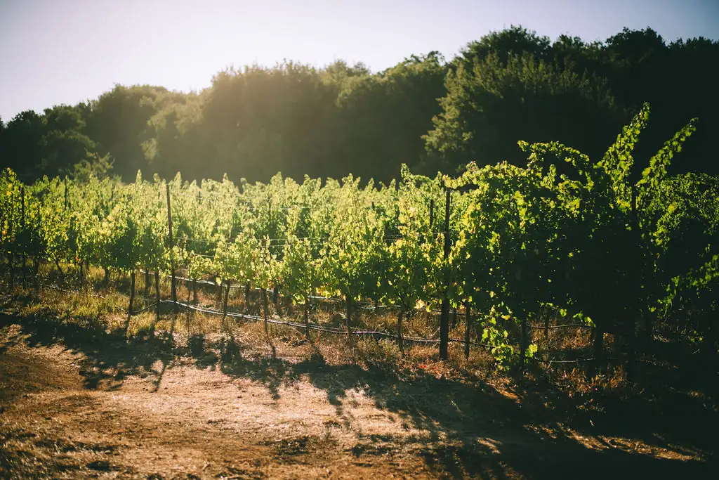 כרם-צבעון-יקב-לטם-אורגני