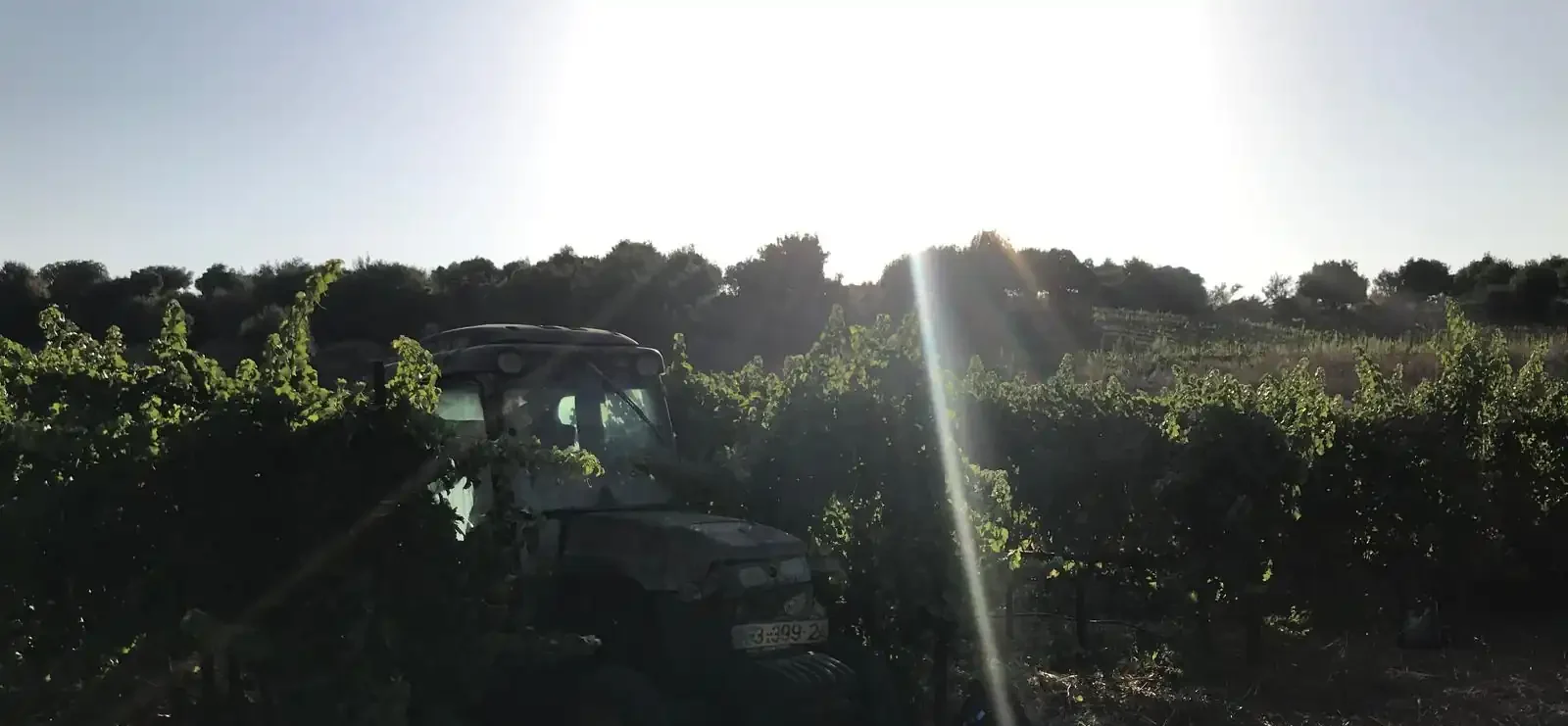 זריחה-לפני-בציר