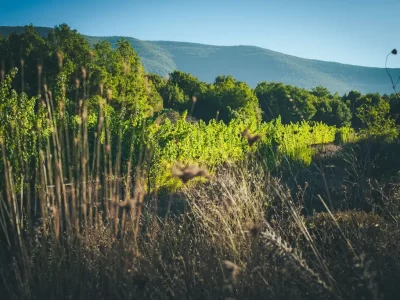 יקב-לטם-אורגני-נוף