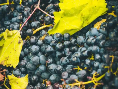 יקב-לטם-ענבים-אורגני